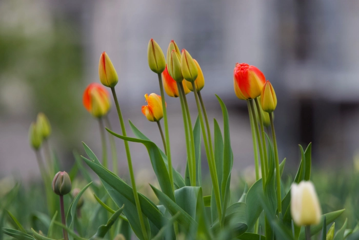 Planting & Borders